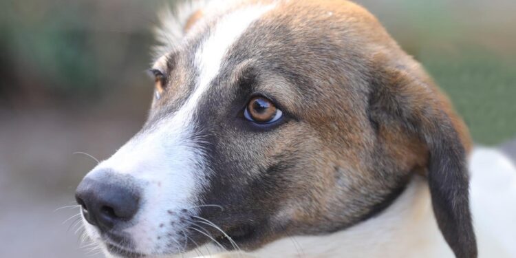 Sursă foto: Primăria Constanța