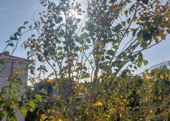 Cu copacul…în balcon: „De ani buni, Primăria ne ignoră cererile”