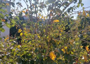 Cu copacul…în balcon: „De ani buni, Primăria ne ignoră cererile”