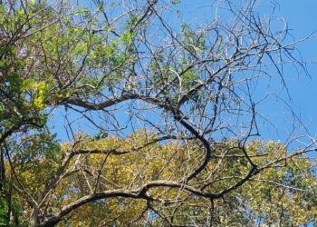 Cu copacul…în balcon: „De ani buni, Primăria ne ignoră cererile”