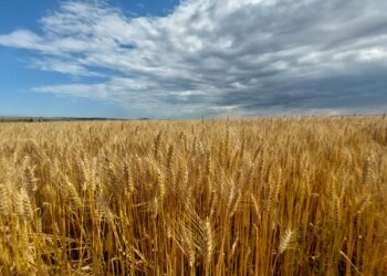 România, cel mai mare exportator de grâu moale din UE