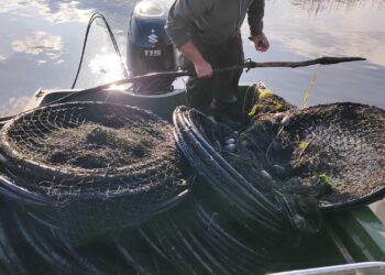 Este interzisă folosirea năvoadelor la pescuit, în județul Tulcea