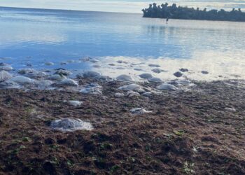 Invazie de meduze pe litoral (VIDEO)