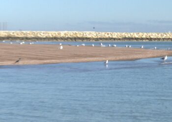 Scoici aflate pe cale de dispariție vor popula plaja de la Eforie Sud