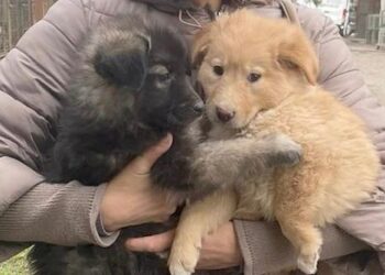 Cauți un PRIETEN de nădejde? Adoptă un CĂȚEL!