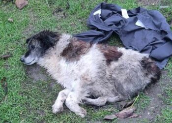 Cățel lovit de un dascăl, în Postul Crăciunului!