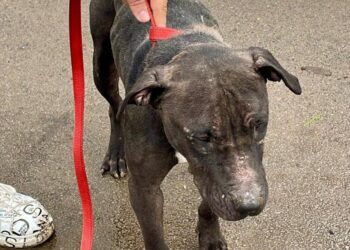 Alte patru suflete nevinovate și-au găsit un cămin