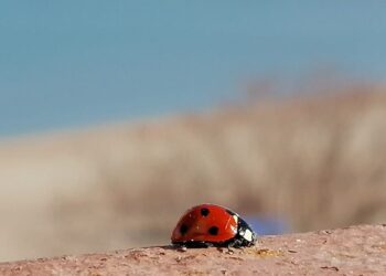 Primăvară în Decembrie, la Constanța! (FOTO)