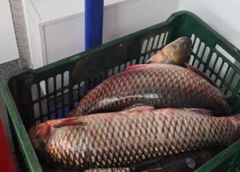 Acțiune pentru combaterea faptelor ilegale privind comercializarea peștelui, la Medgidia (FOTO)