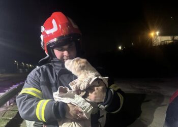 Un cățel de două ori norocos. Salvat din capcană de pompierii constănțeni, și-a găsit și o nouă familie