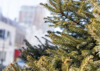 Brazii uscați sunt un reciclabil valoros. Să îi ajutăm să se întoarcă în natură!