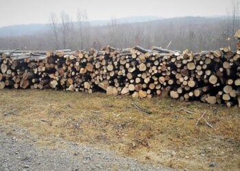 Regia Națională a Pădurilor are în vedere recoltarea a 9,3 milioane metri cubi de lemn în 2024