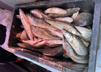 Peste 100 de kilograme de pește, descoperite în portbagajul unei mașini