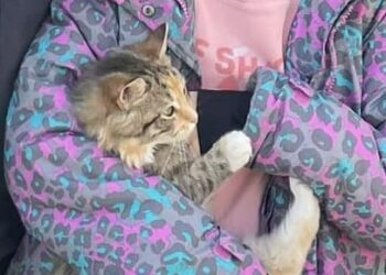 Polițiștii din Eforie, misiune specială pentru o fetiță de 9 ani 