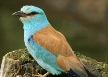 Cuiburi artificiale pentru dumbrăvence în Rezervația Biosferei Delta Dunării (FOTO) 