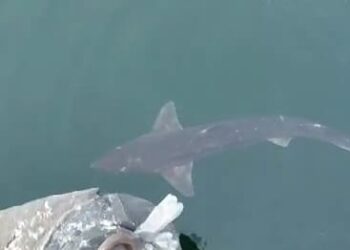 Un rechin a fost filmat în Portul Constanța (VIDEO)