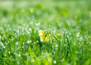 Primăvara vine mai repede. Posibil să înregistrăm cel mai călduros februarie din istorie