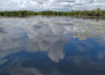 Studiu de evaluare a potențialului de utilizare durabilă a resurselor vegetale pe teritoriul Rezervației Biosferei Delta Dunării