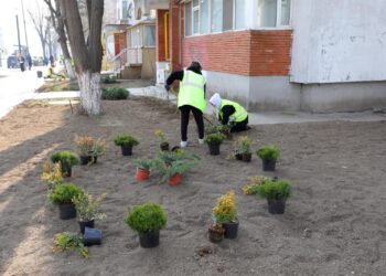 “Poetul” de la primărie lovește din nou. Mai, mai că sughiță petuniile în glastre 