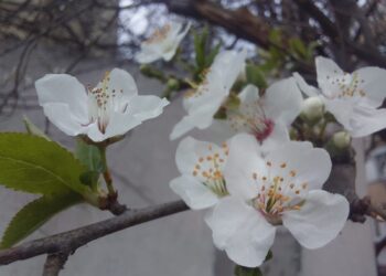 Prognoza meteo pentru următoarele două săptămâni, în Dobrogea