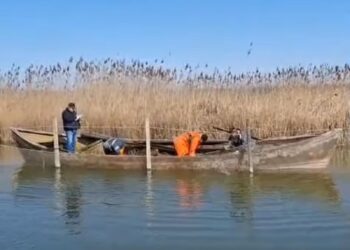 Demersuri pentru refacerea stocurilor de șalău din Complexul Razim- Sinoie