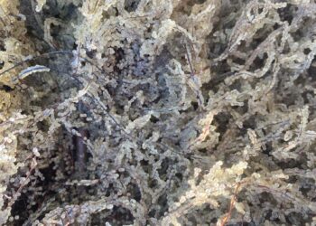 Campania de lansare a icrelor embrionate de șalău pe Lacul Razim a ajuns la final