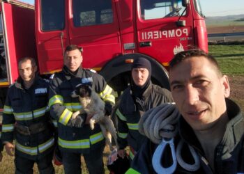 Două cățelușe, salvate de pompierii tulceni dintr-un puț adânc de 8 metri (FOTO/VIDEO)