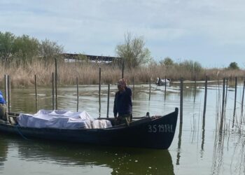 Campania de lansare a icrelor embrionate de șalău pe Lacul Razim a ajuns la final