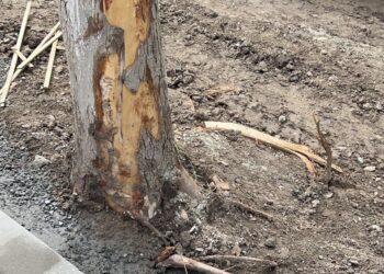 Dorel lovește și la Eforie. Borduri montate, trunchiuri de copac cioplite