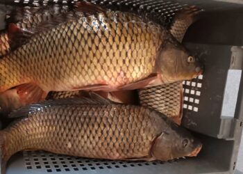 Dosar penal pentru pescuit ilegal