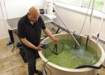 Bibanul de Mediterană, aclimatizat la Marea Neagră