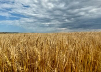 Israelul şi România au semnat un acord de furnizare de grâu, în situaţii de urgenţă