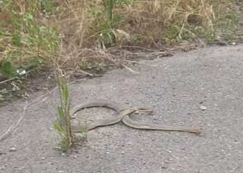 Ziua și șarpele prins. Ultimul “fugar”, descoperit sub un grătar din Mamaia Sat