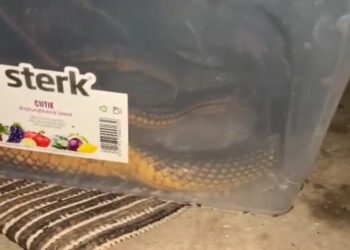 Şarpe de peste 1,5 metri, scos de jandarmi dintr-o casă din județul Constanța (VIDEO)