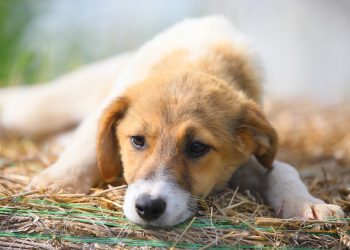 Tot mai mulți constănțeni se implică în campania „Adoptă un cățel”