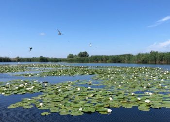 Ministerul Apărării cercetează Delta Dunării în eventualitatea existenţei unor obiecte căzute pe teritoriul naţional