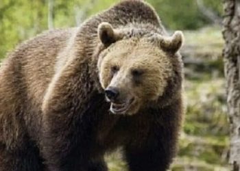 STS: Peste 2.200 de apeluri la 112, care anunțau prezenta unor urși, anul acesta 