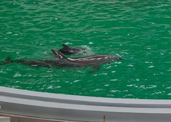 Ce a arătat necropsia puiului de delfin Baby. Moartea sa nu a afectat programul spectacolelor