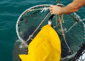 Spaţiul maritim ce va fi scos la licitaţie pentru activităţi de piscicultură şi acvacultură urmează să fie închiriat pe 20 de ani