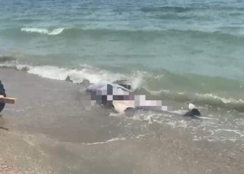 37 de eșuări de delfini anul acesta pe plajele de la noi. Număr special de telefon pentru astfel de situații 