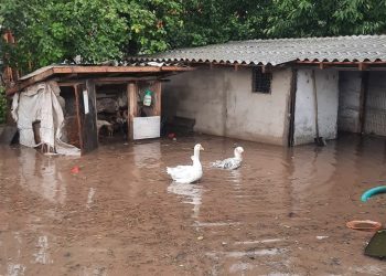 Ploaia a făcut ravagii în județul Constanța! Case inundate, curți pline de apă și copaci căzuți