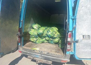 Peste 3.800 de bucăți de porumb, confiscate pentru că urmau să fie vândute pe plajă