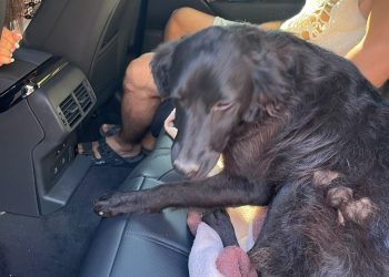 Bruno și-a găsit o familie iubitoare prin intermediul campaniei „Adoptă un cățel!”