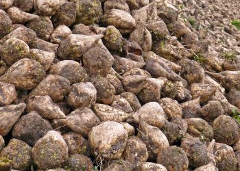 Descoperire… explozivă: Bombă găsită într-o sfeclă de zahăr