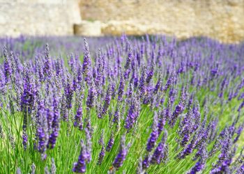 Lavanda Fest, pentru prima oară la Constanța