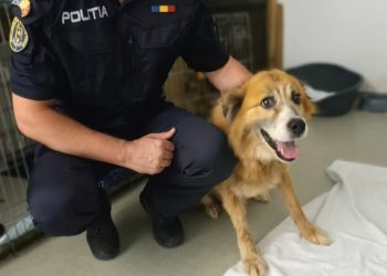 Două motive în plus să îl adopți pe Paky