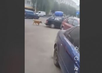 Revoltător! A legat un câine de mașină și a condus pe drumurile publice din Năvodari (VIDEO)