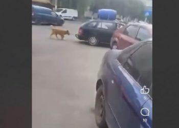 Paky, cățelul legat de mașină în Năvodari își caută un stăpân iubitor și responsabil