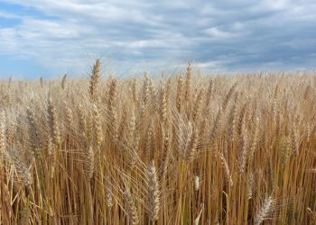 România rămâne cel mai mare exportator de cereale din UE în primele luni ale sezonului 2024/25