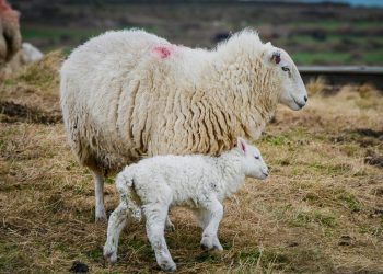 Măsurile ANSVSA pentru prevenirea şi combaterea bolilor la animale, în zonele afectate de inundaţii